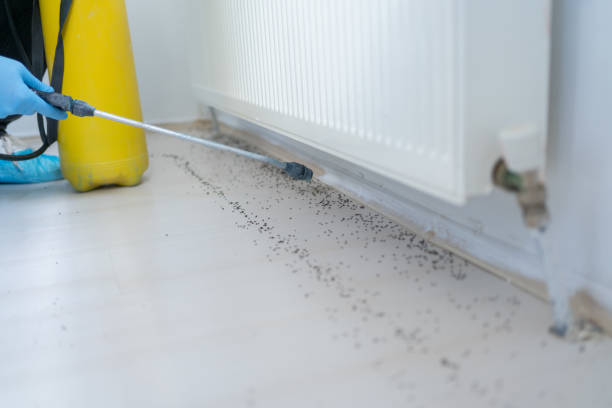 Best Flea Control Services  in Ridgeville, SC