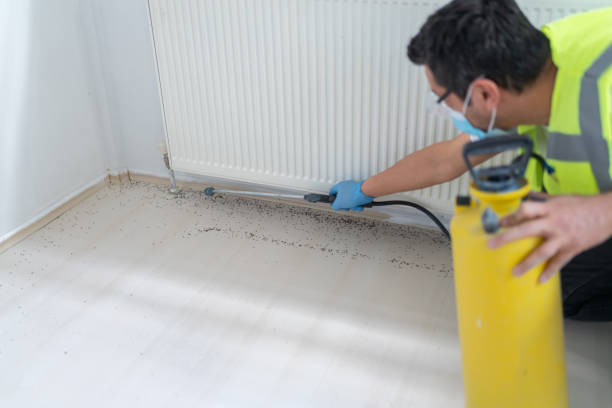 Best Flea Control Services  in Ridgeville, SC